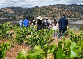 El PTI Vitivinícola Biobío está destinado a beneficiar directamente a productores de vino de la Región del Biobío. Foto: Cedida.