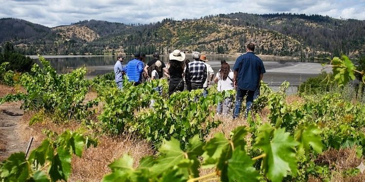 El PTI Vitivinícola Biobío está destinado a beneficiar directamente a productores de vino de la Región del Biobío. Foto: Cedida.